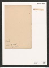 Synedra ulna var. obtusa (W. Sm.) V. H. (de-Toni-Nr.: Genus 66, Species 2584) Zeichnungen Sammlung Grunow (NHMW-BOT-W0373580)